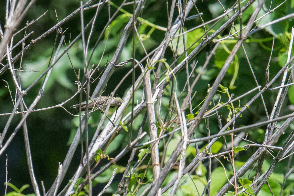 Black-chinned Hummingbird - ML236891041