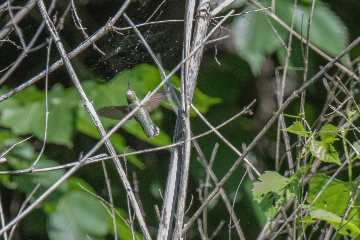 Black-chinned Hummingbird - ML236891051