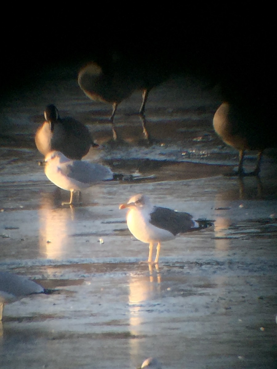 Lesser Black-backed Gull - ML23689291