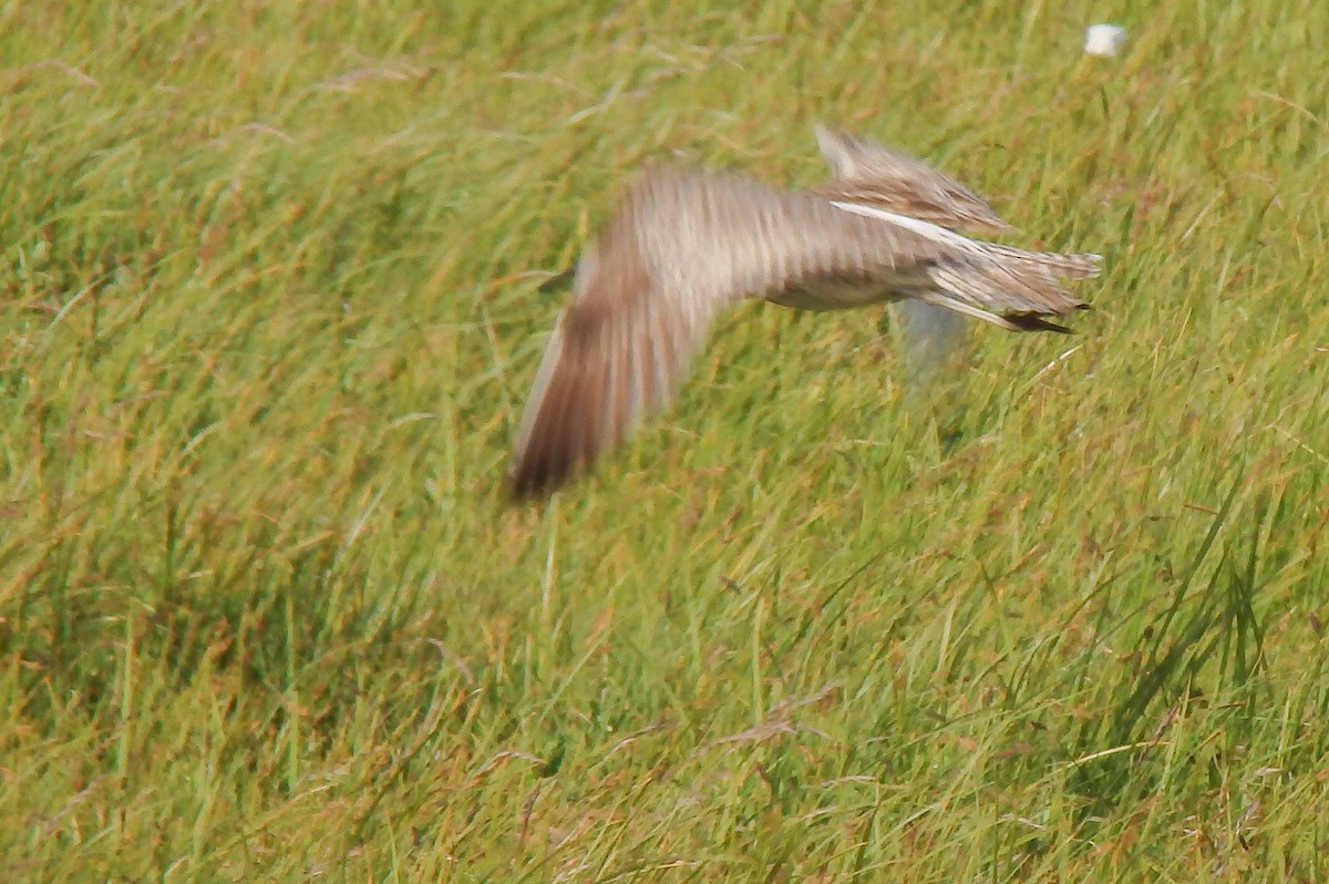 Whimbrel (European) - ML236895031