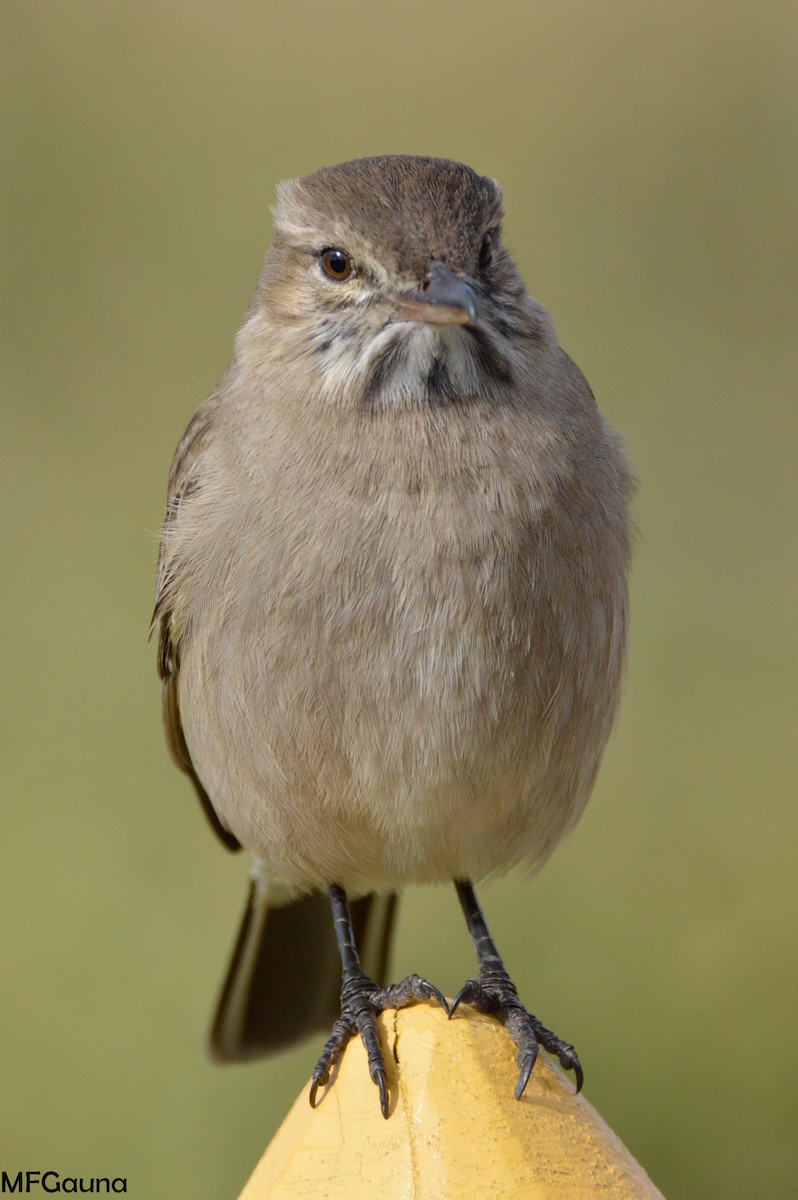 Gray-bellied Shrike-Tyrant - ML236895351