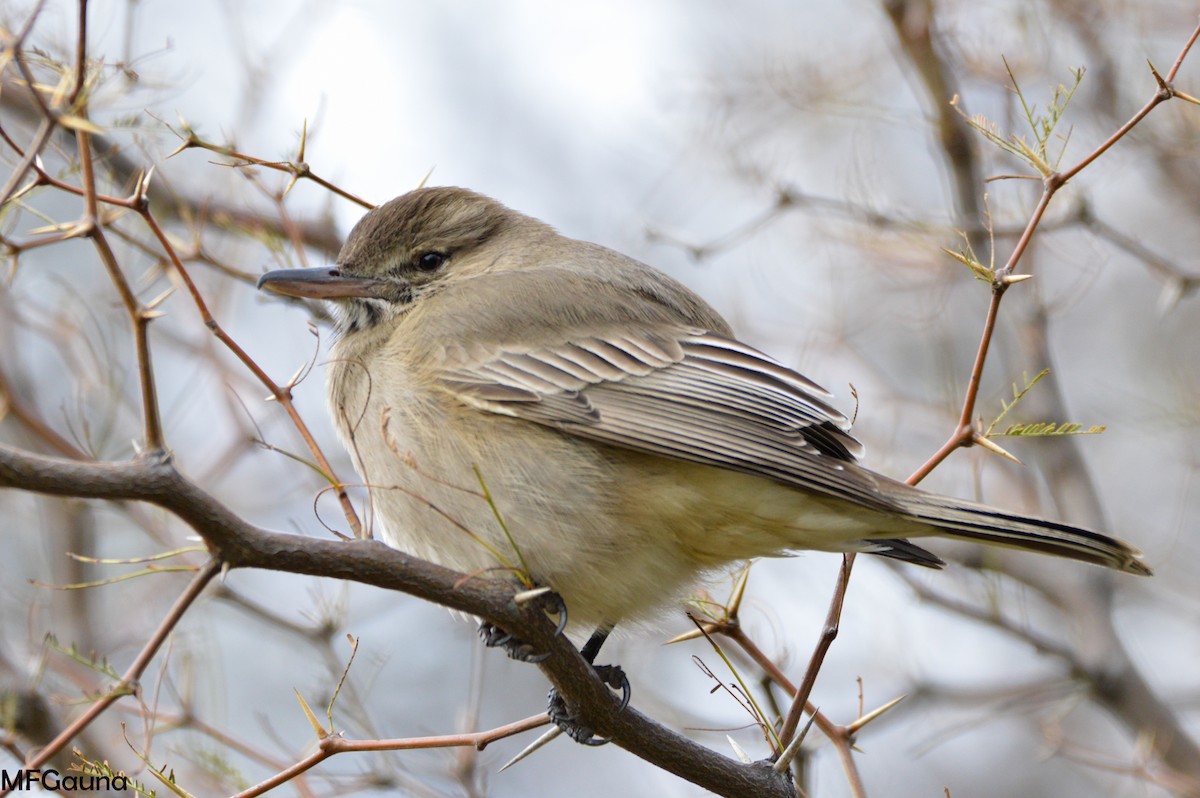 Gray-bellied Shrike-Tyrant - ML236895471