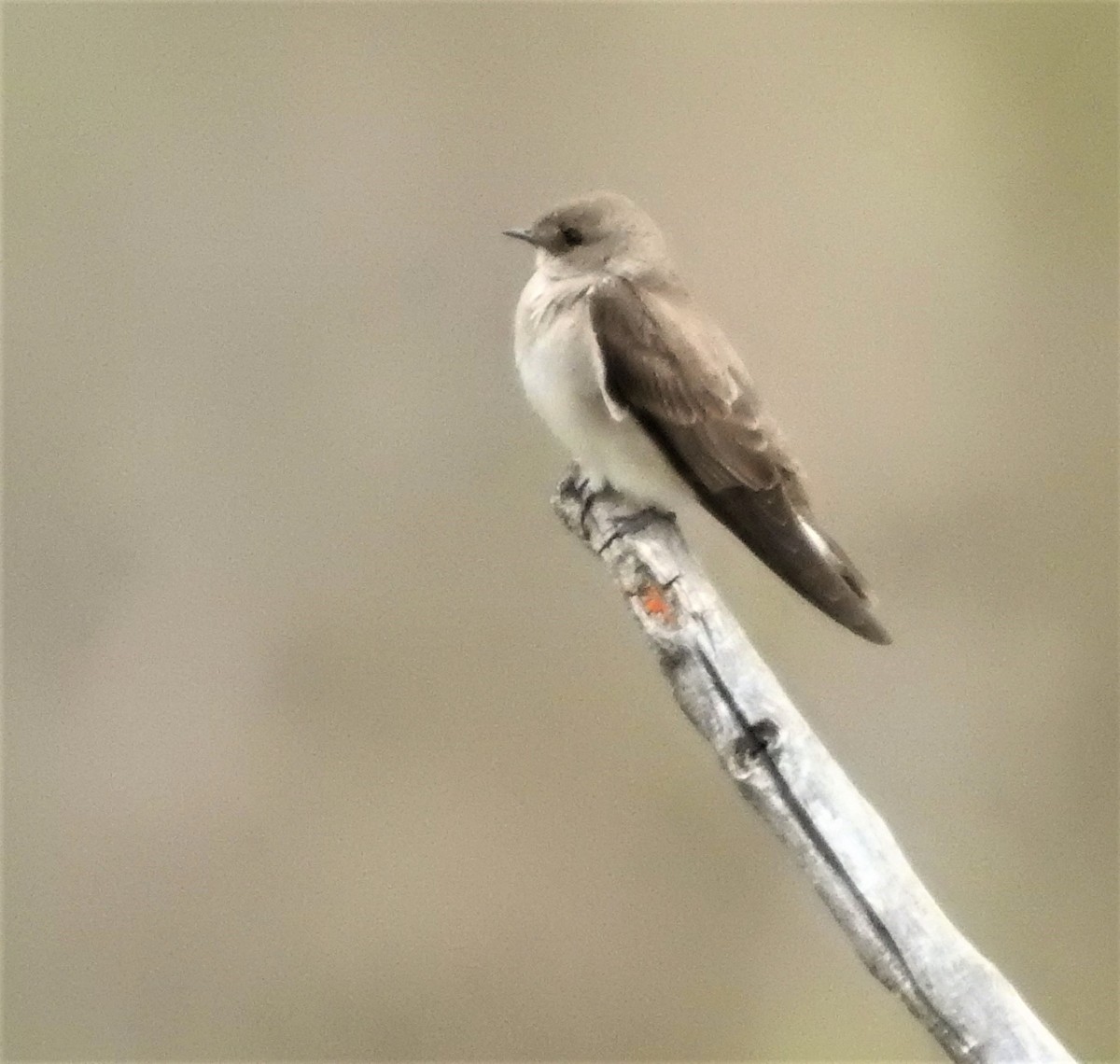 Golondrina Aserrada - ML236896011