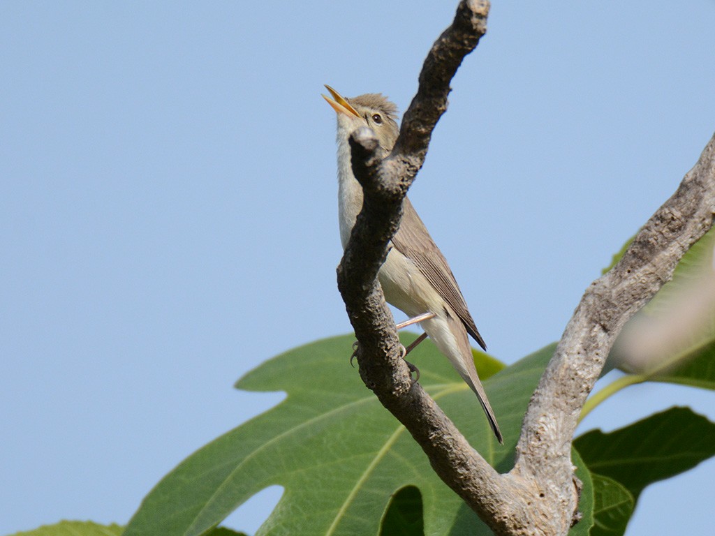 Eastern Olivaceous Warbler - ML236896281