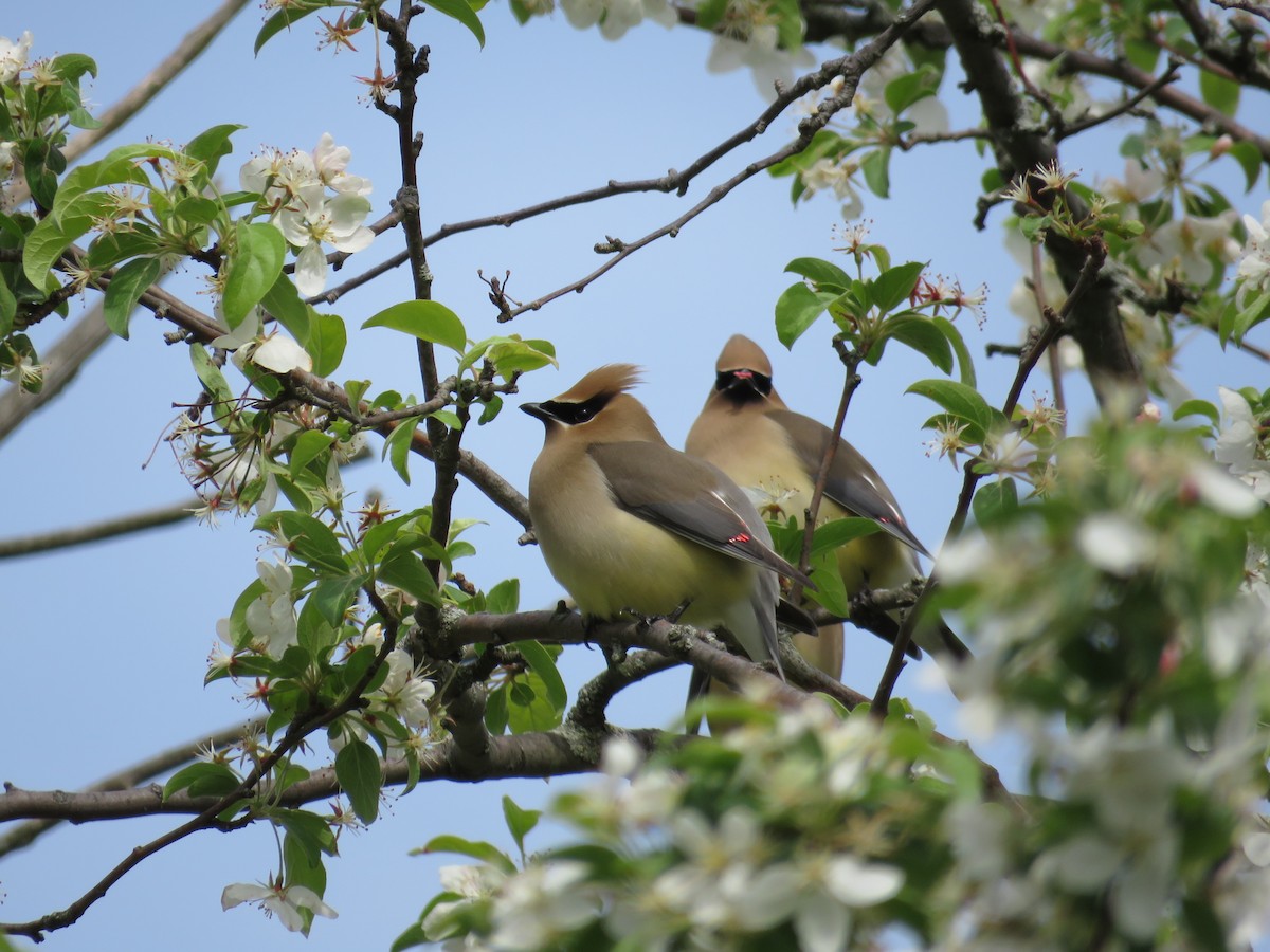 Cedar Waxwing - ML236898791