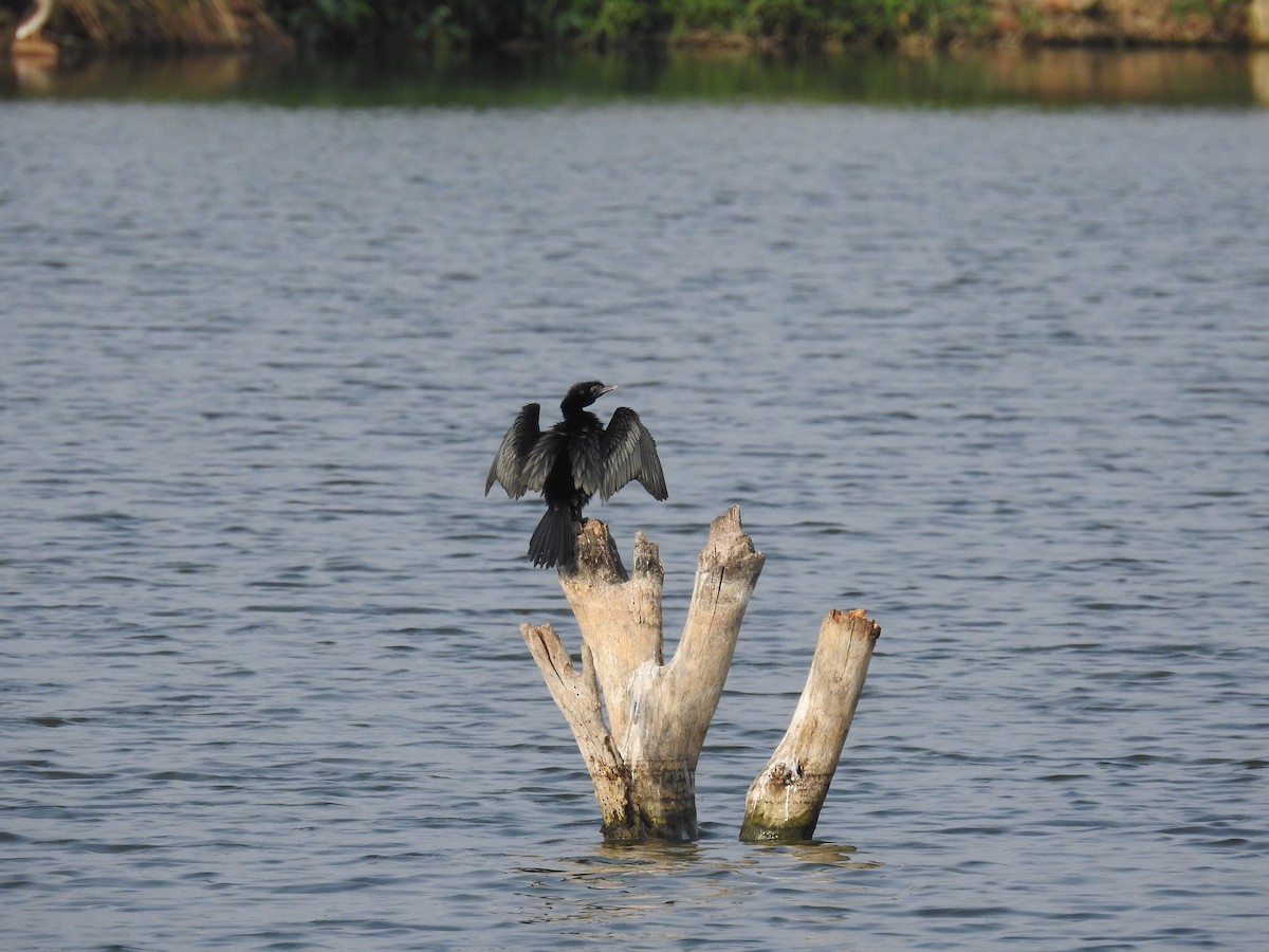 Little Cormorant - Ashwin Viswanathan