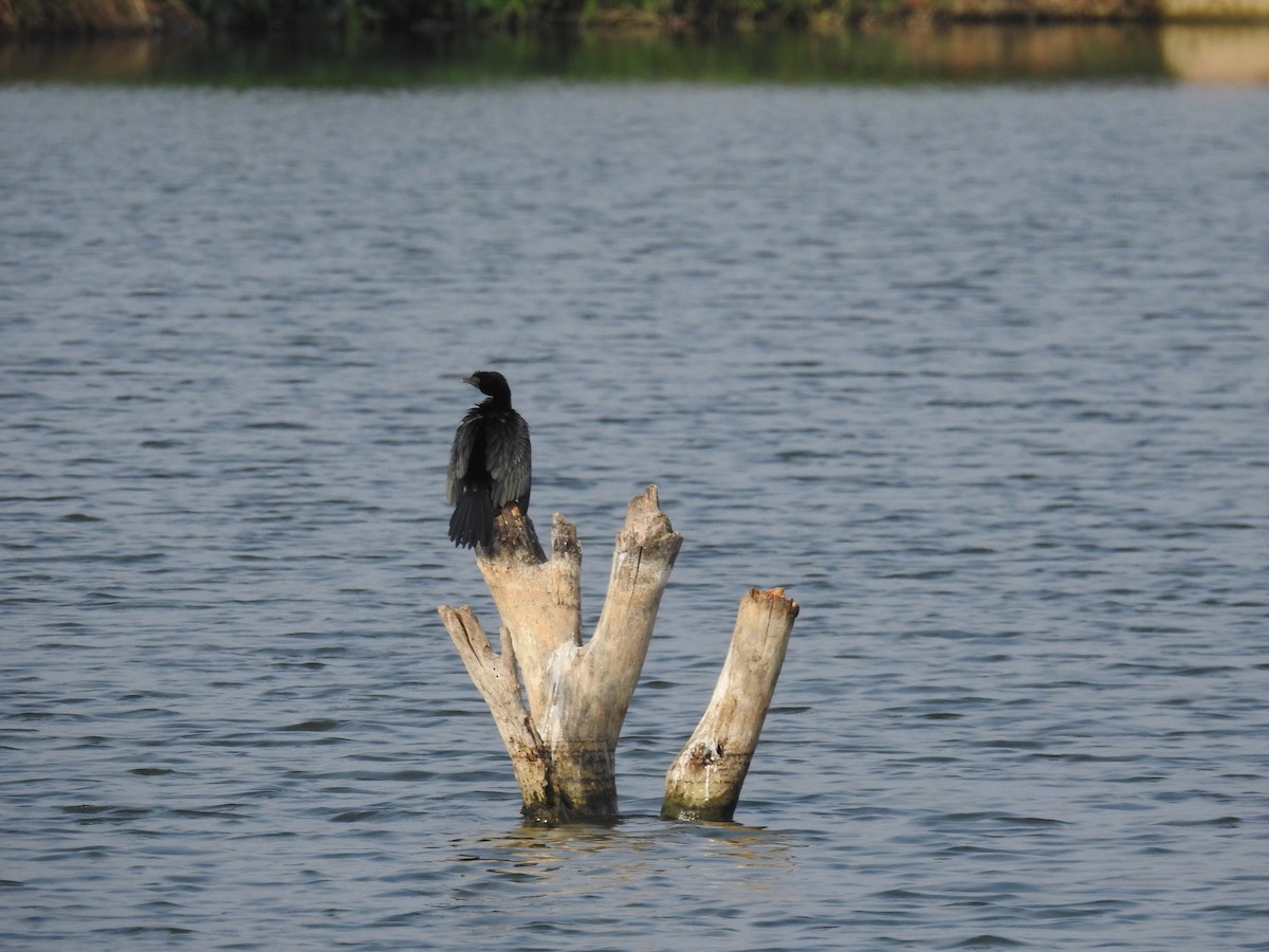 Cormorán de Java - ML236899181