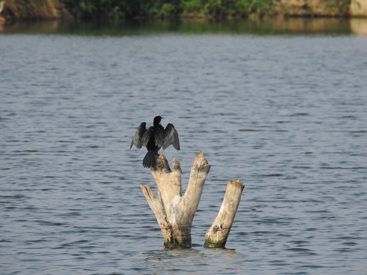 Little Cormorant - ML236899301