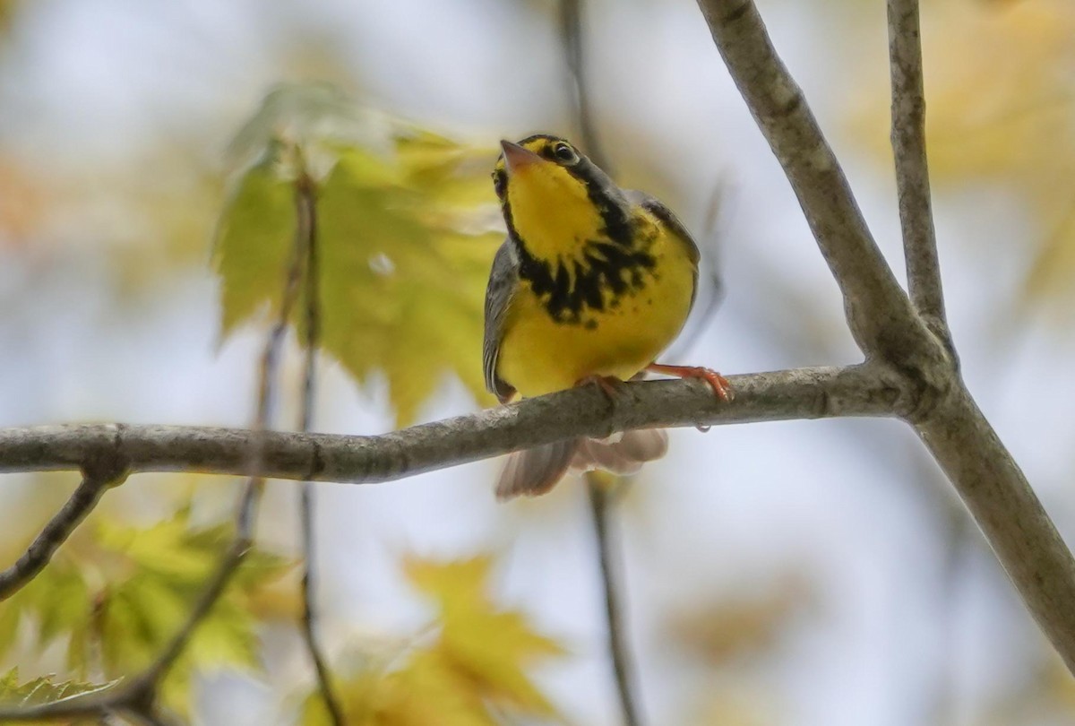 Canada Warbler - ML236901471