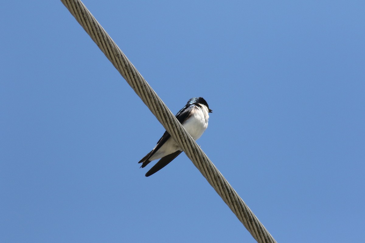 Tree Swallow - ML236902301