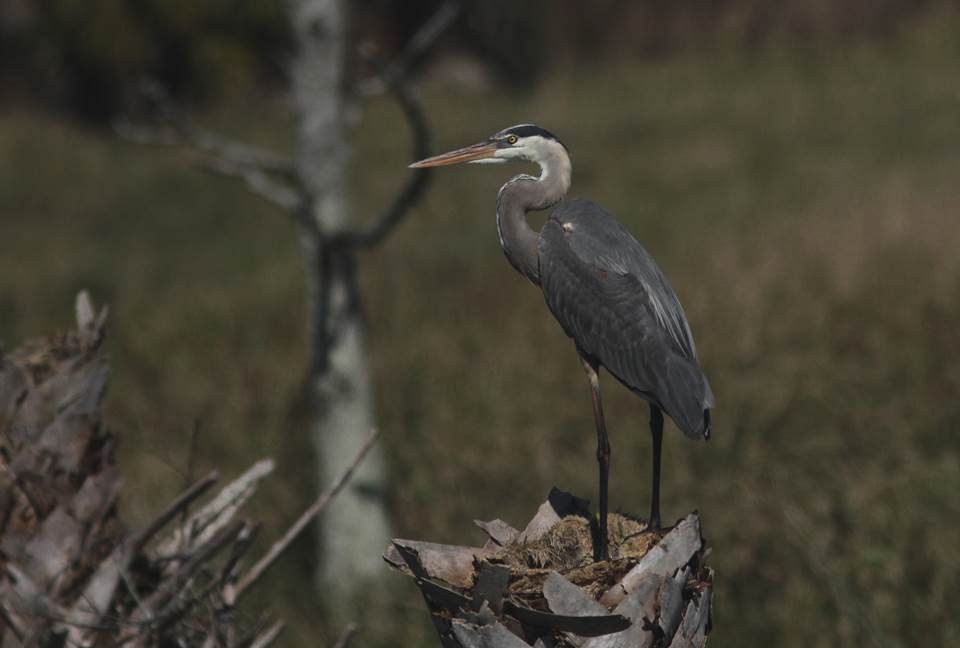 Great Blue Heron - ML23690231