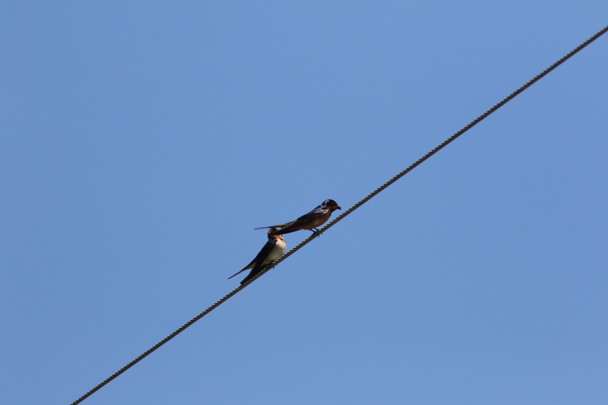 Barn Swallow - ML236902671