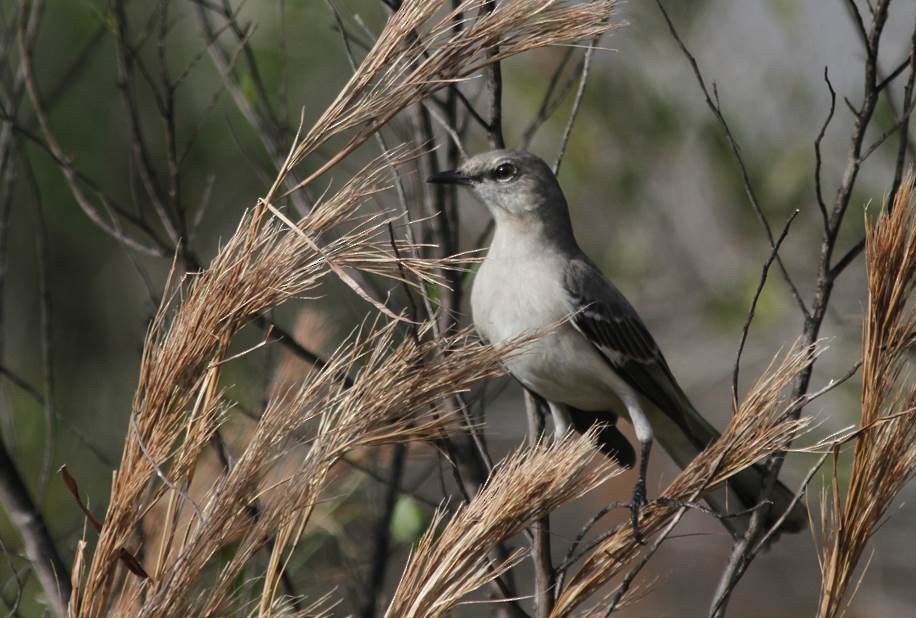 Northern Mockingbird - Paul Marvin