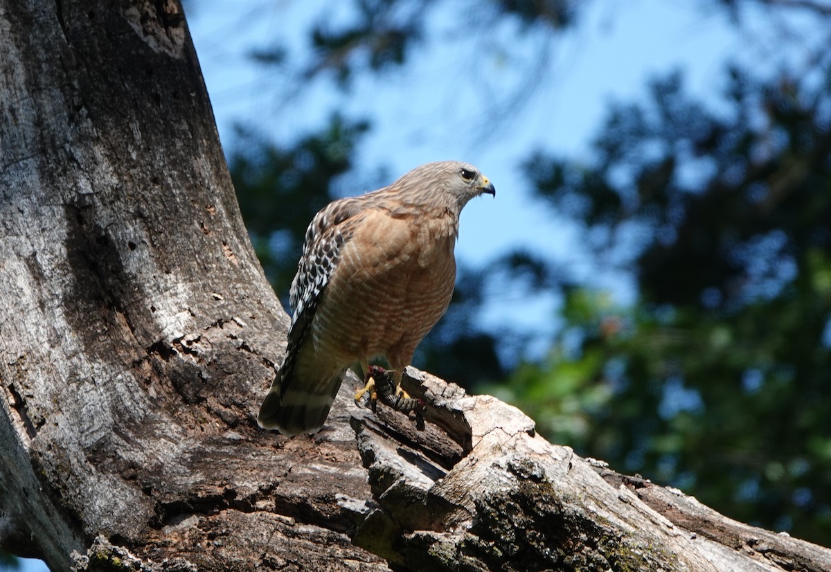 Red-shouldered Hawk - Stuart King