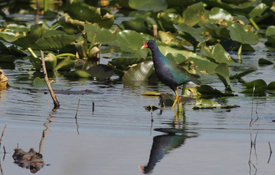 Purple Gallinule - ML23690351