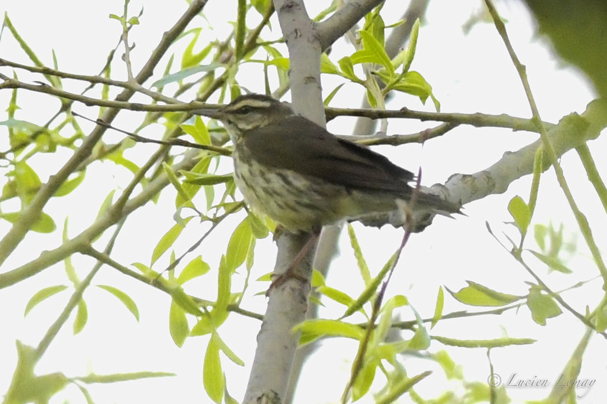 new world warbler sp. - ML236904981