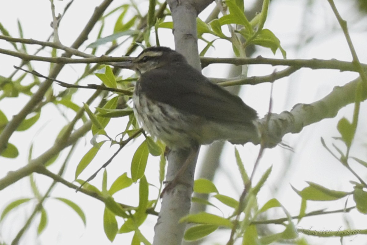 new world warbler sp. - ML236905131