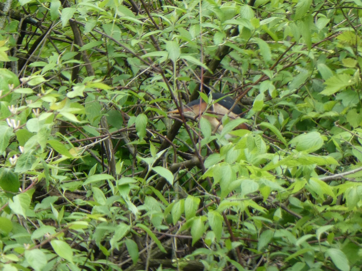 Least Bittern - Bill Davison