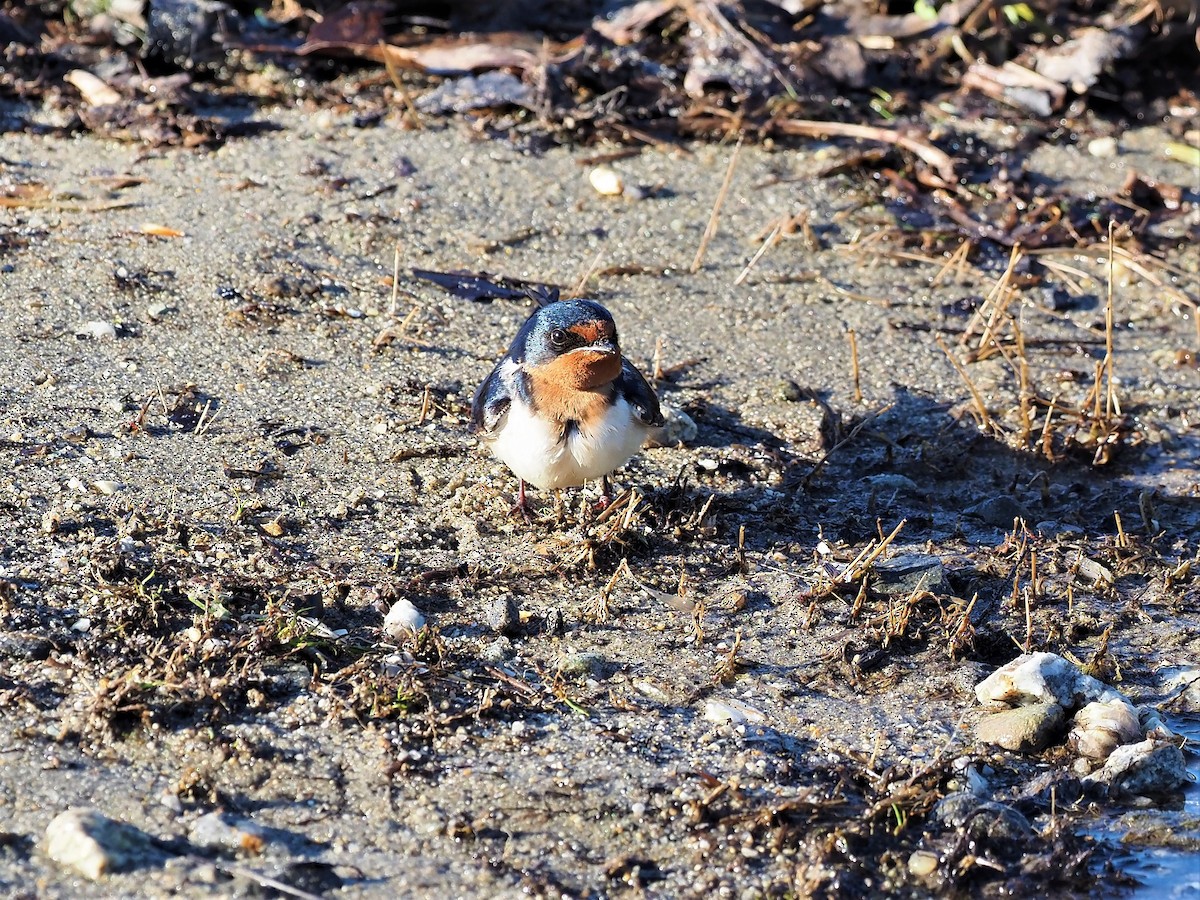 Barn Swallow - ML236909341