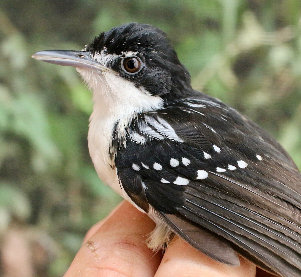 Black-and-white Antbird - Anna Hiller