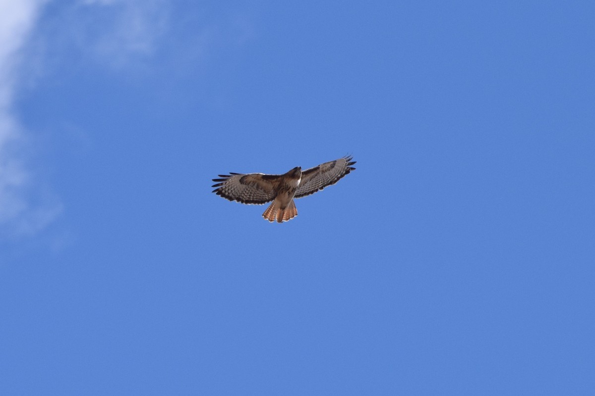 Red-tailed Hawk - ML236909941