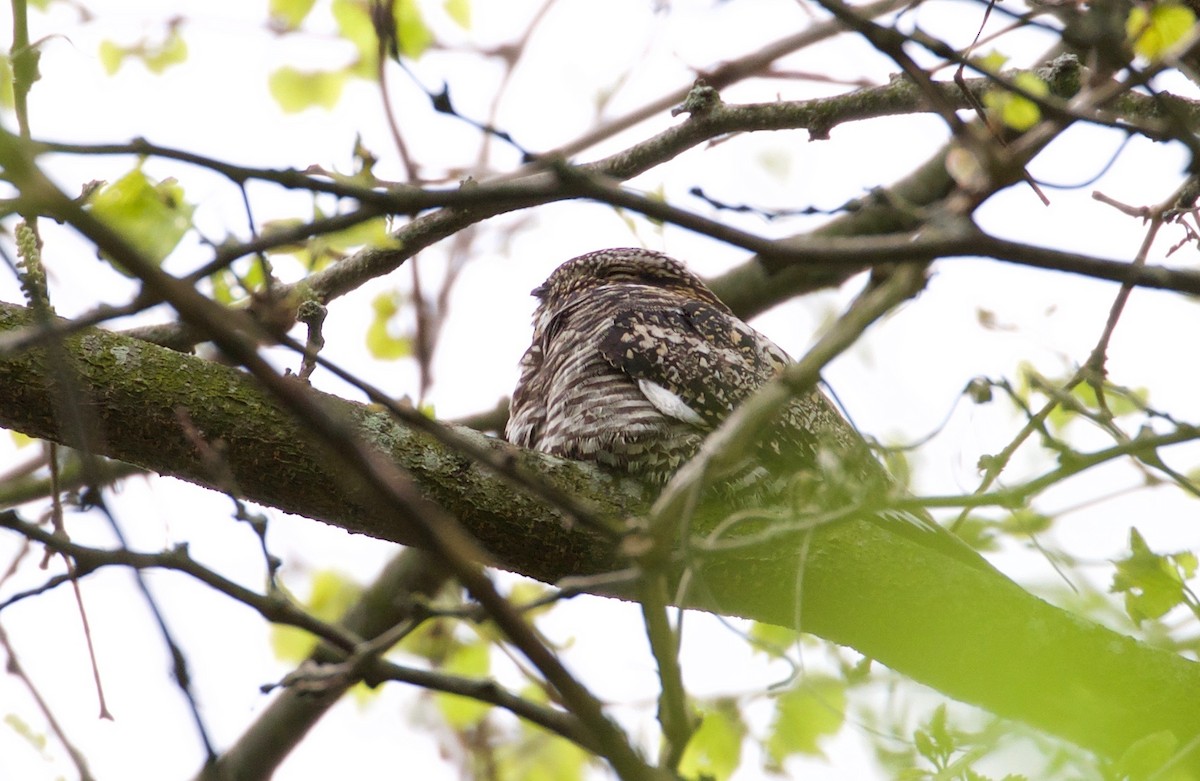 Common Nighthawk - ML236912131