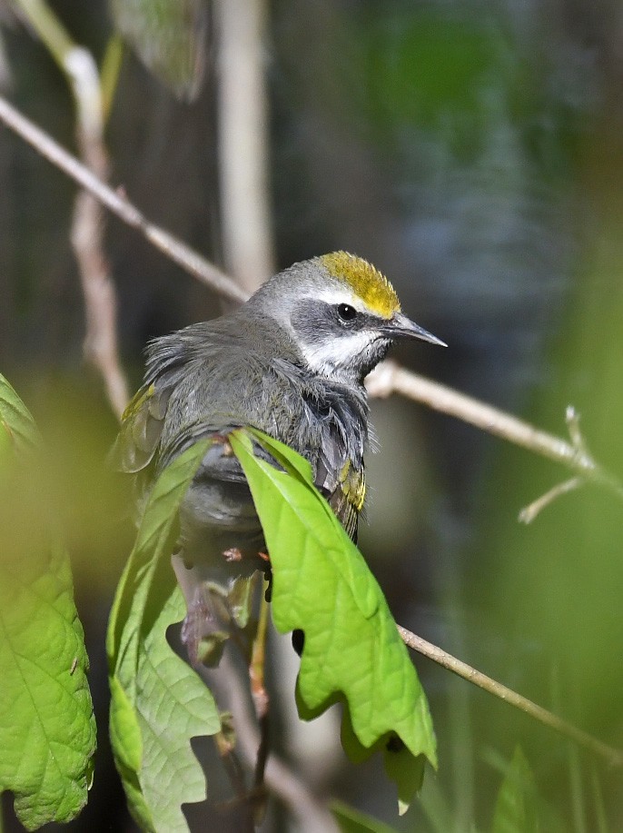 Golden-winged Warbler - ML236913141