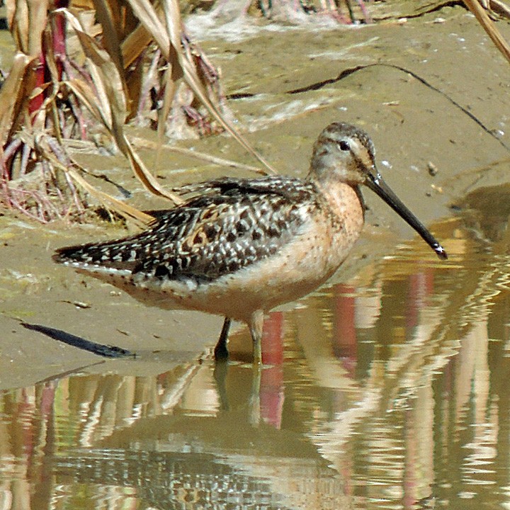 Short-billed Dowitcher - ML23691351