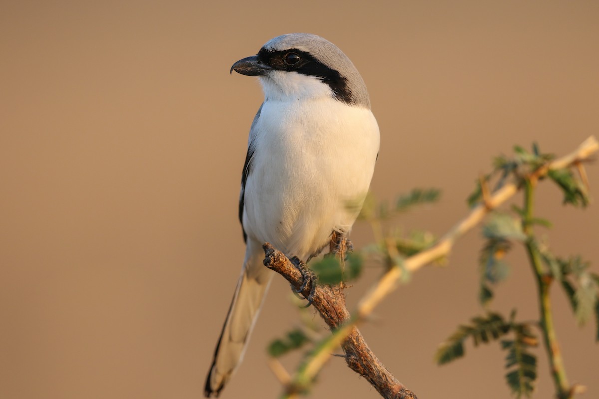 Great Gray Shrike (Indian) - ML236914511