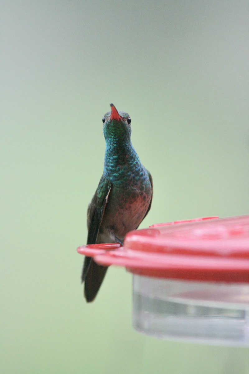 Buff-bellied Hummingbird - Alex Lin-Moore