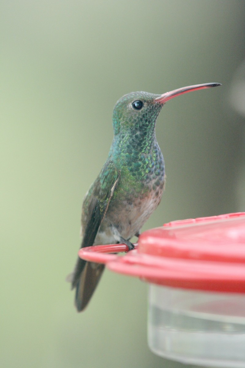 Buff-bellied Hummingbird - Alex Lin-Moore