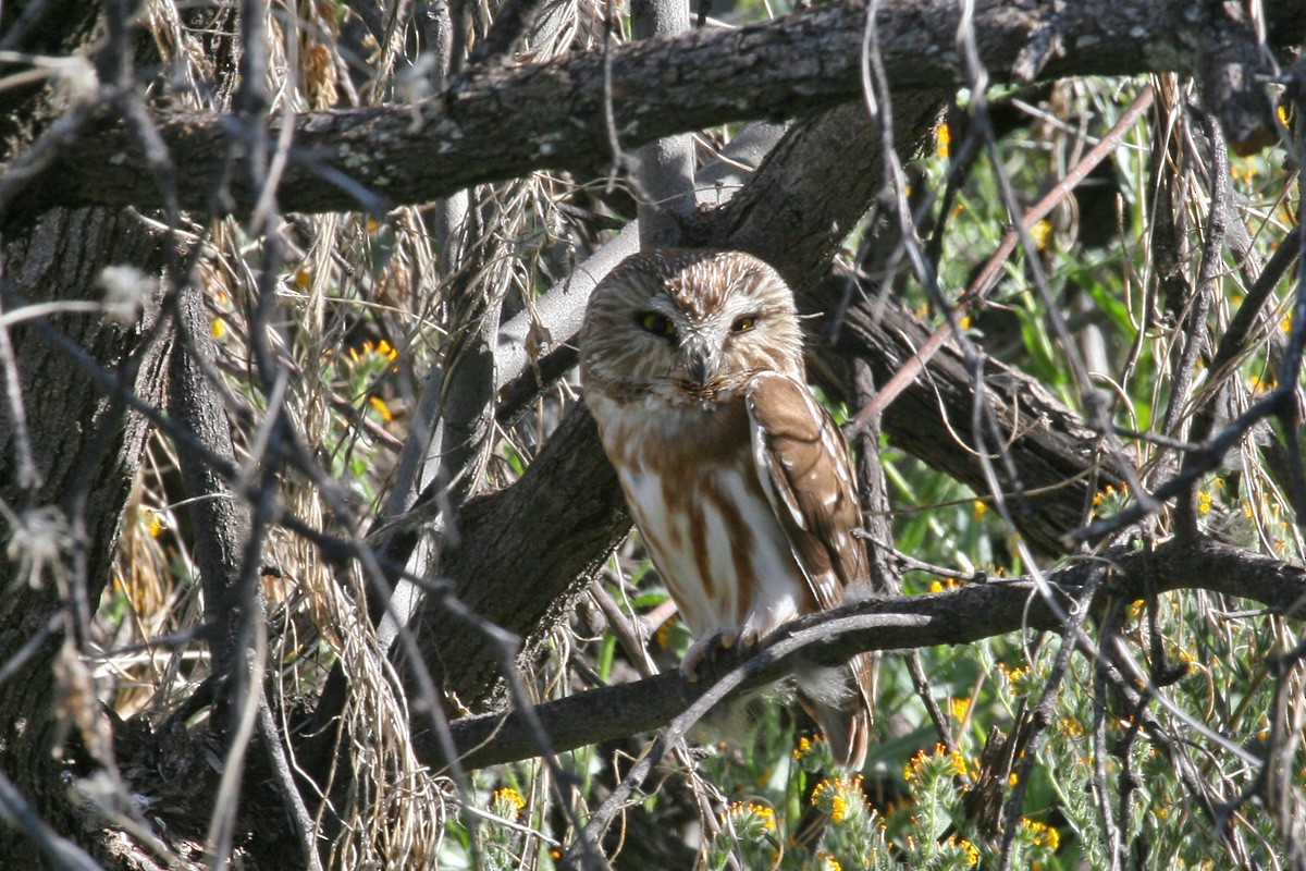 Northern Saw-whet Owl - Richard Fray