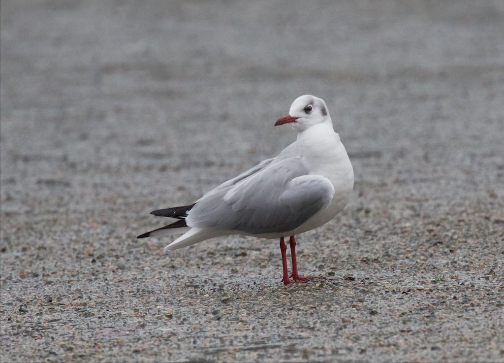 Black-headed Gull - Len  Jellicoe