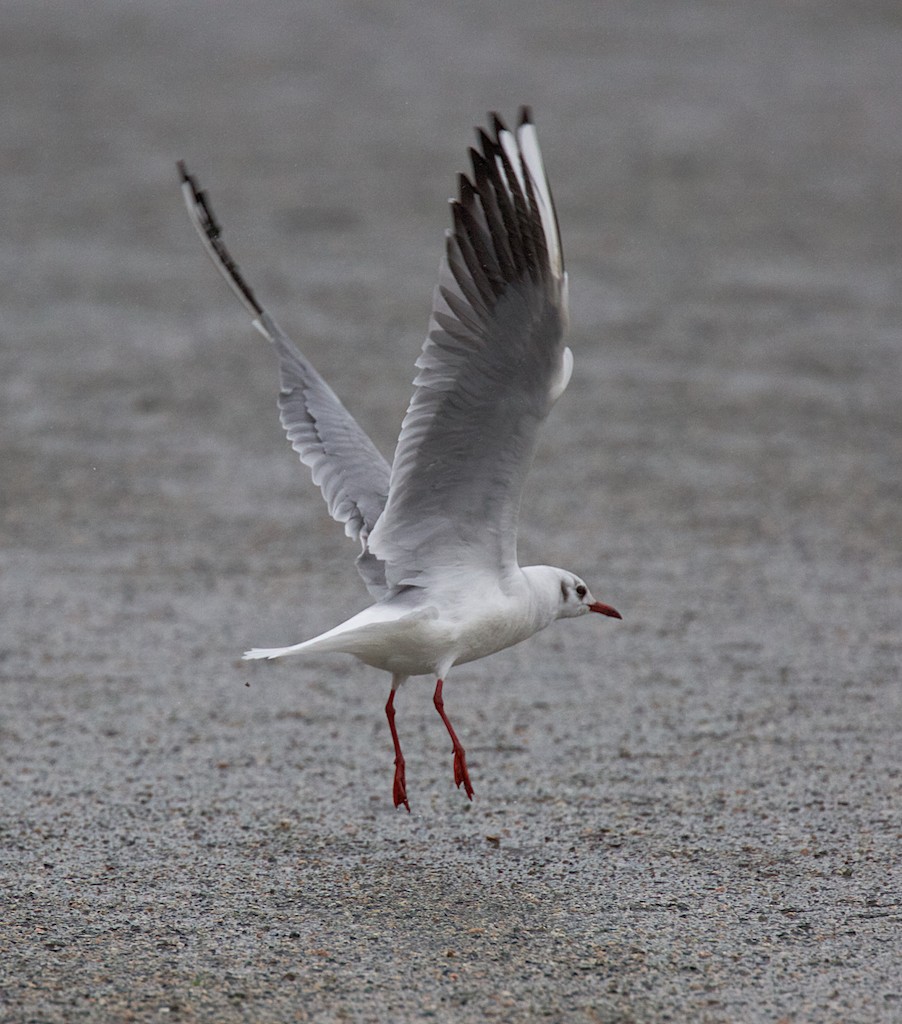 Black-headed Gull - Len  Jellicoe