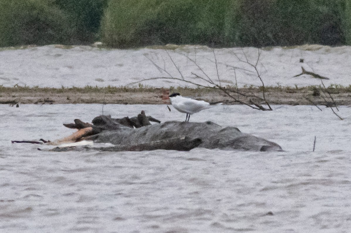 Caspian Tern - ML236919461