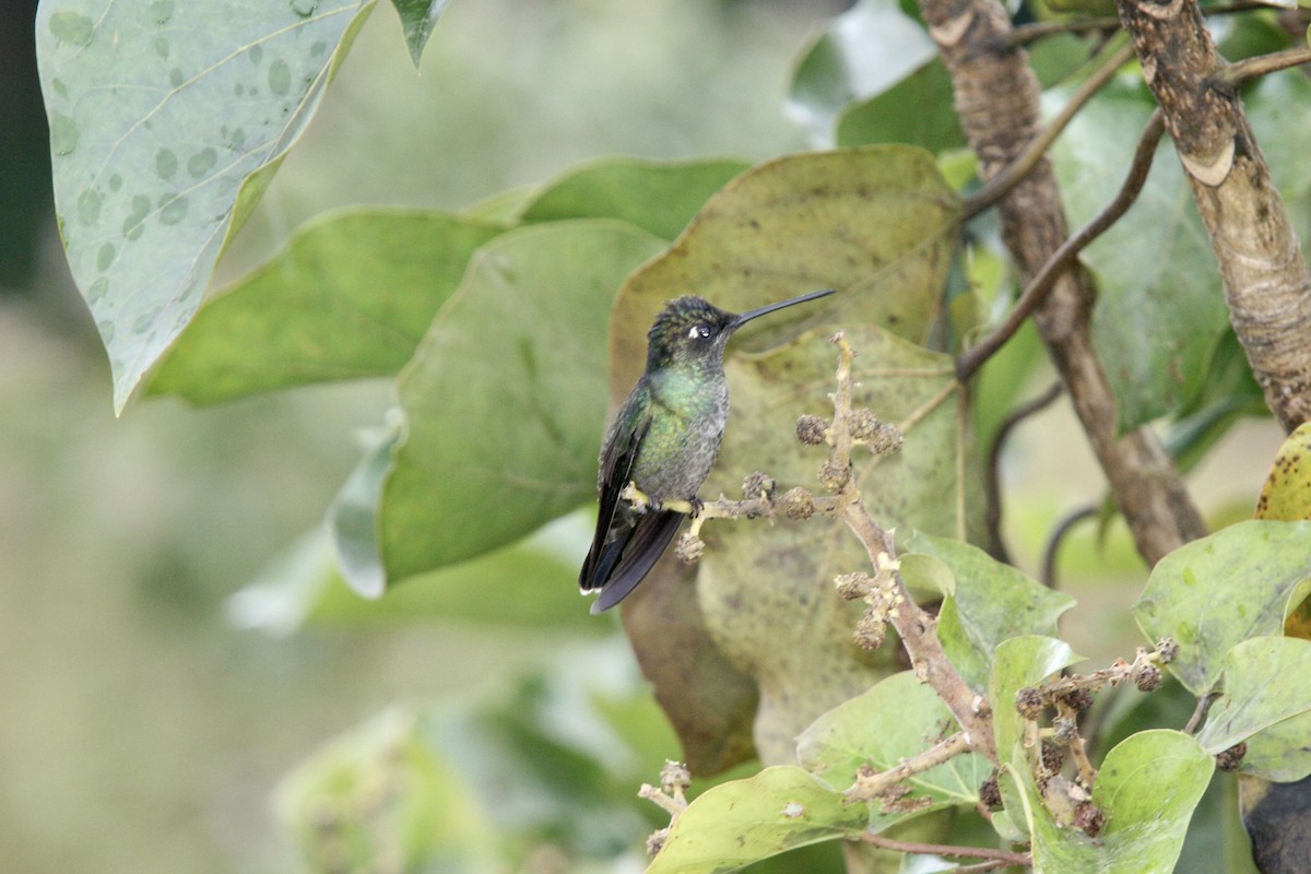 Talamanca Hummingbird - Alex Lin-Moore