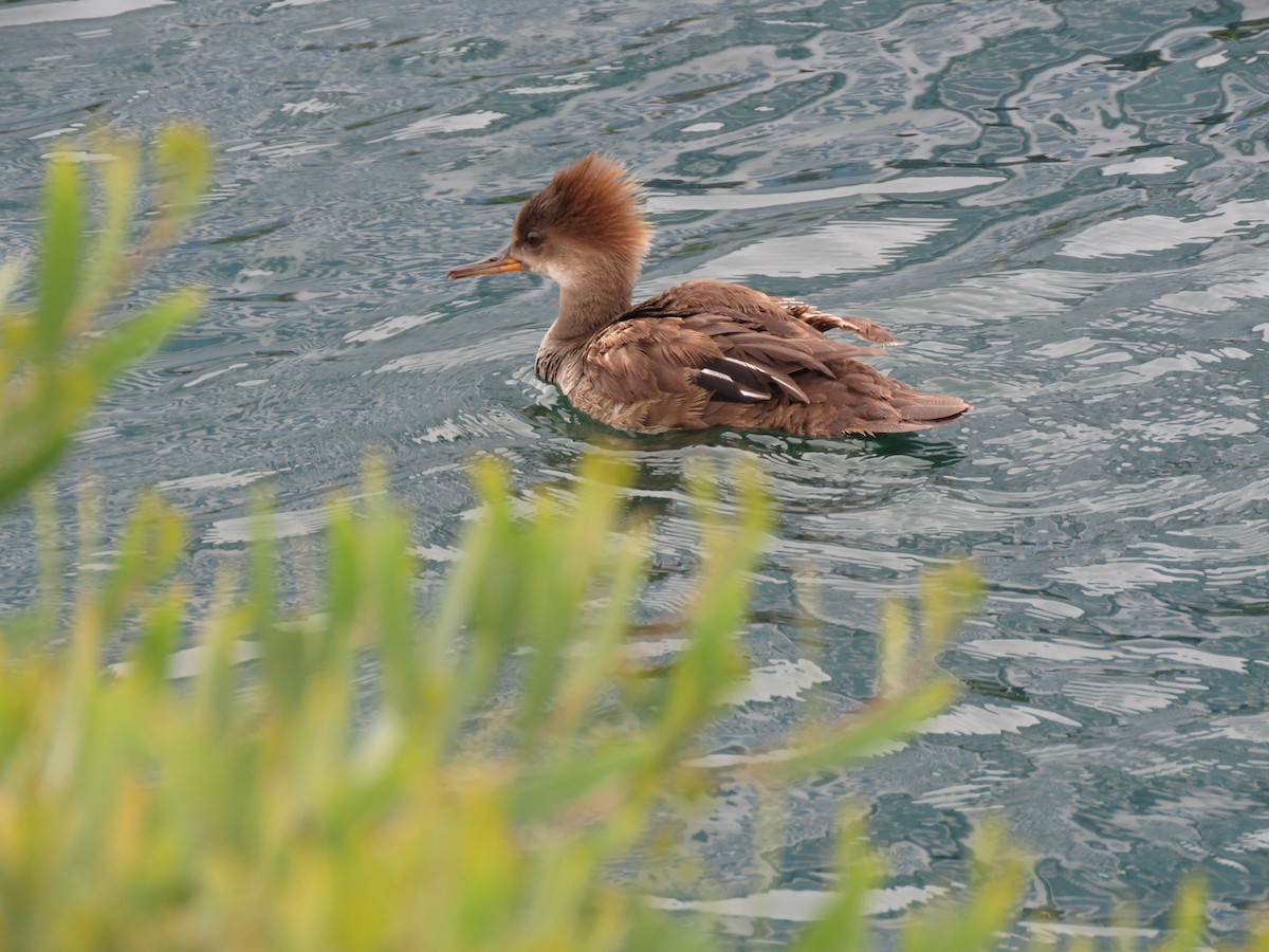 Hooded Merganser - ML236921431