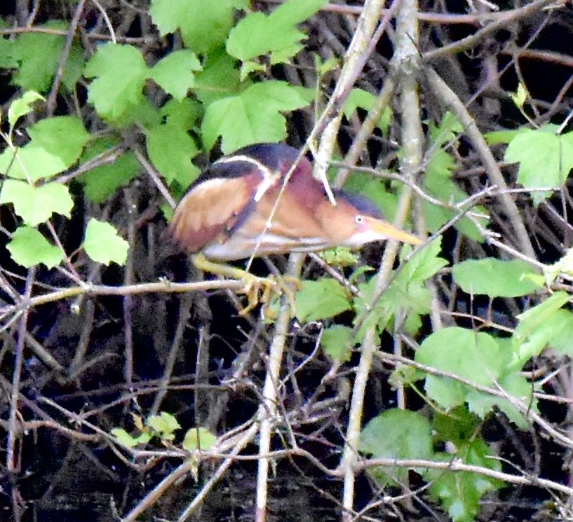 Least Bittern - ML236922071