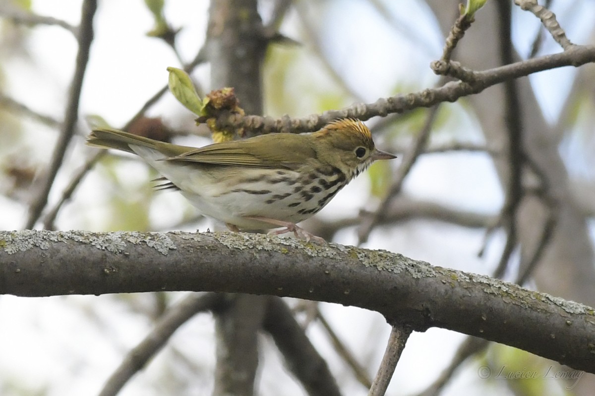 Ovenbird - ML236923431