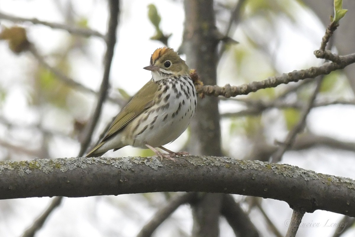 Ovenbird - ML236923591