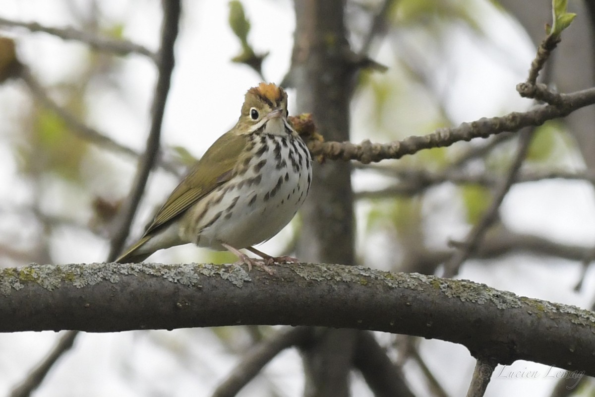 Ovenbird - ML236923681