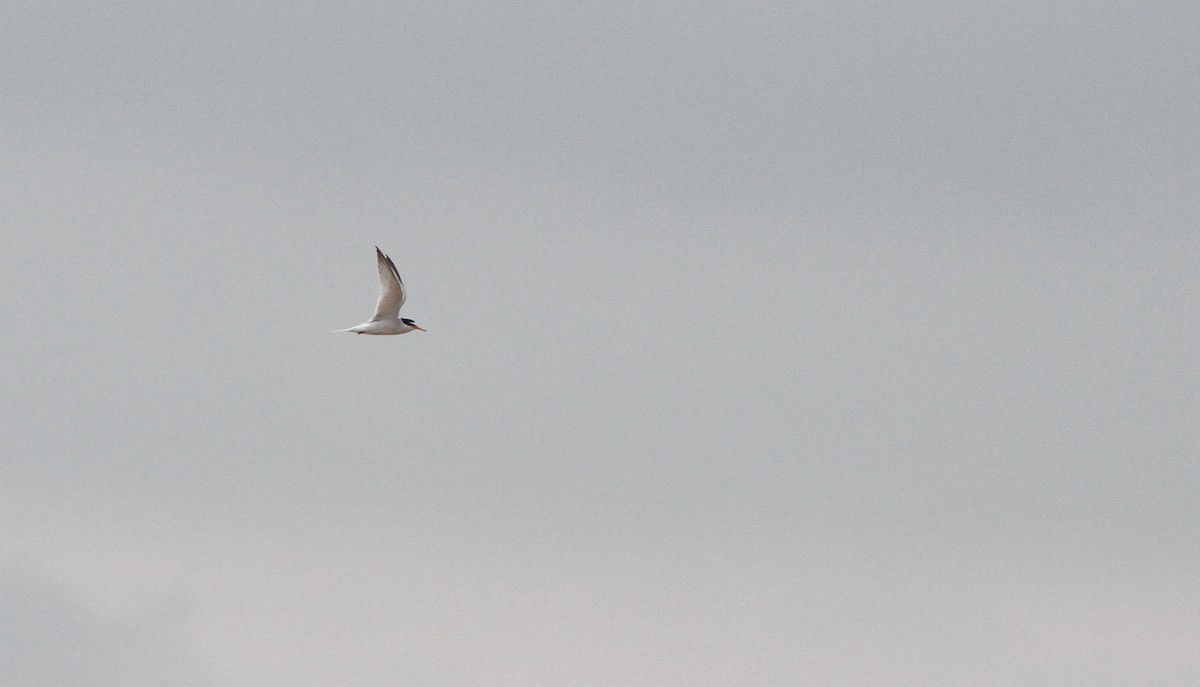 Little Tern - ML236925711