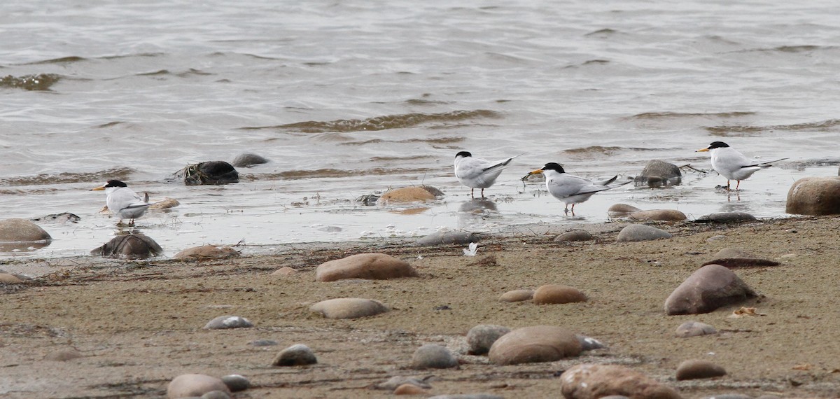 Little Tern - ML236925741