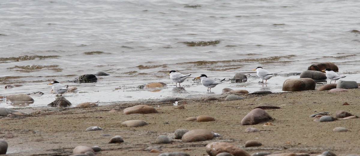 Little Tern - ML236925771