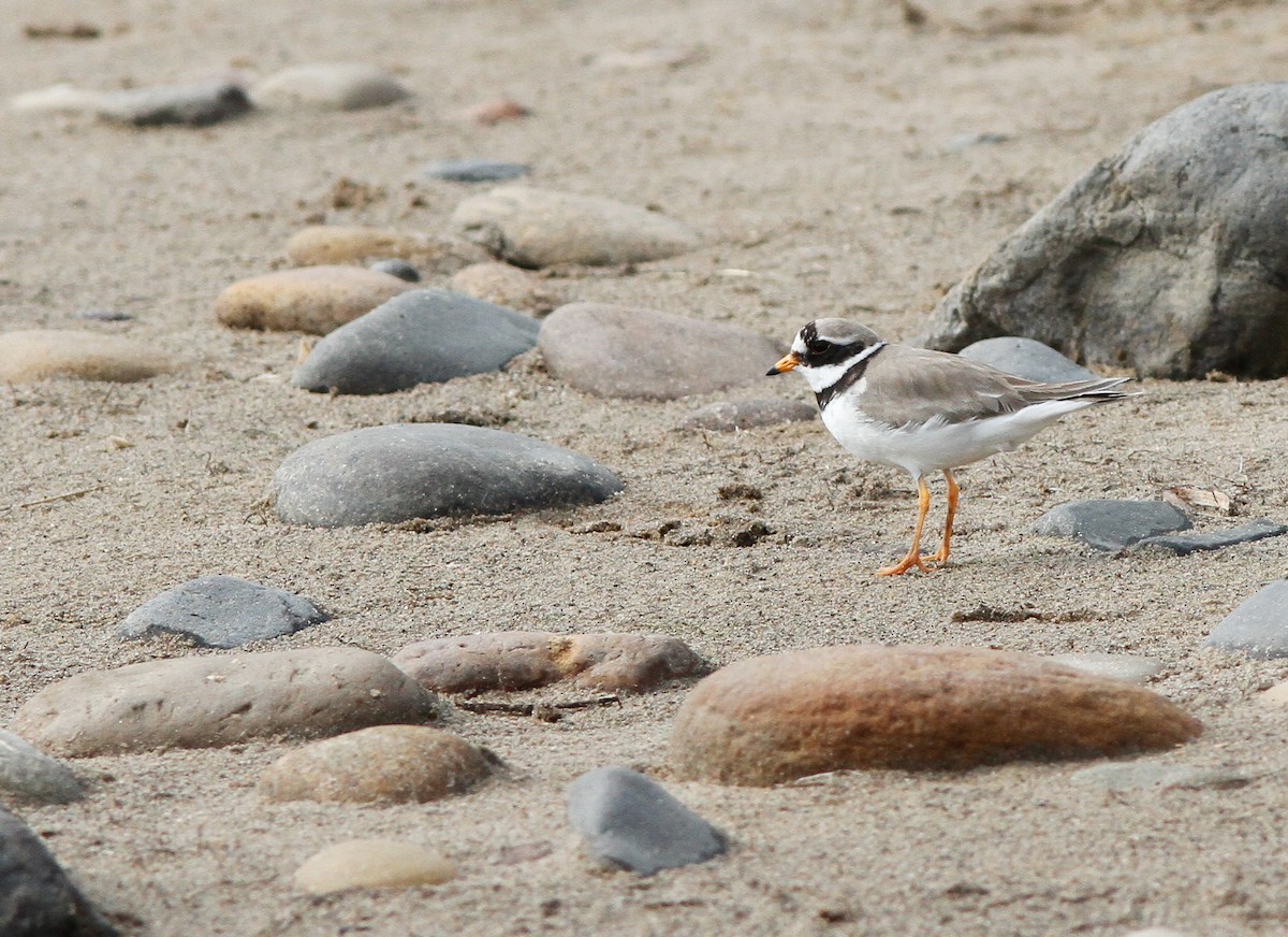 Common Ringed Plover - ML236925801