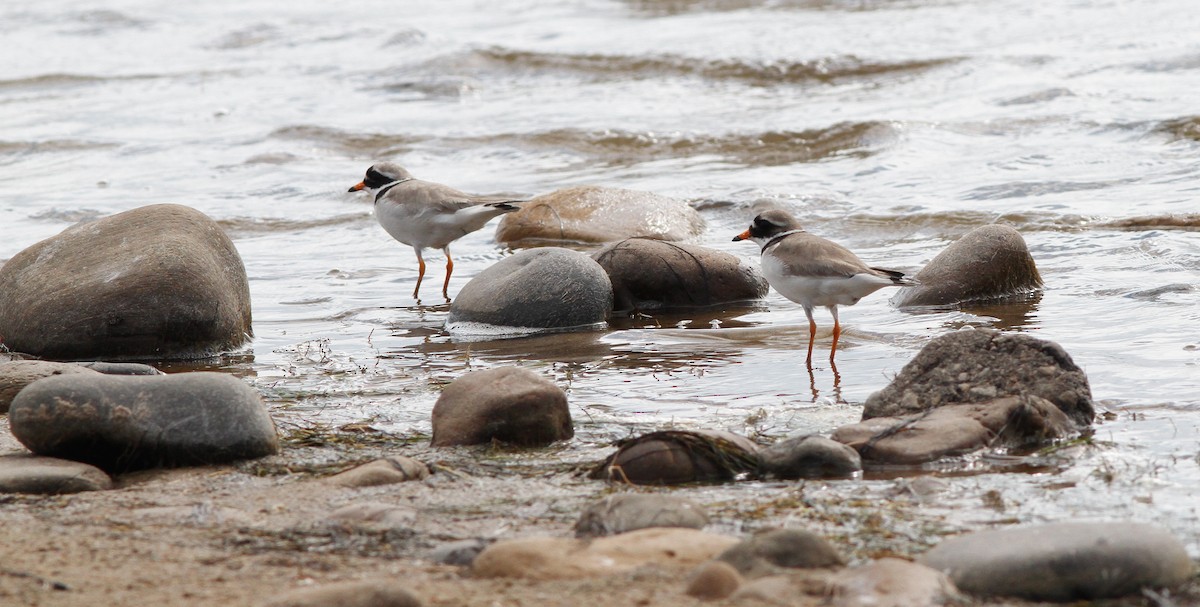 Common Ringed Plover - ML236925851