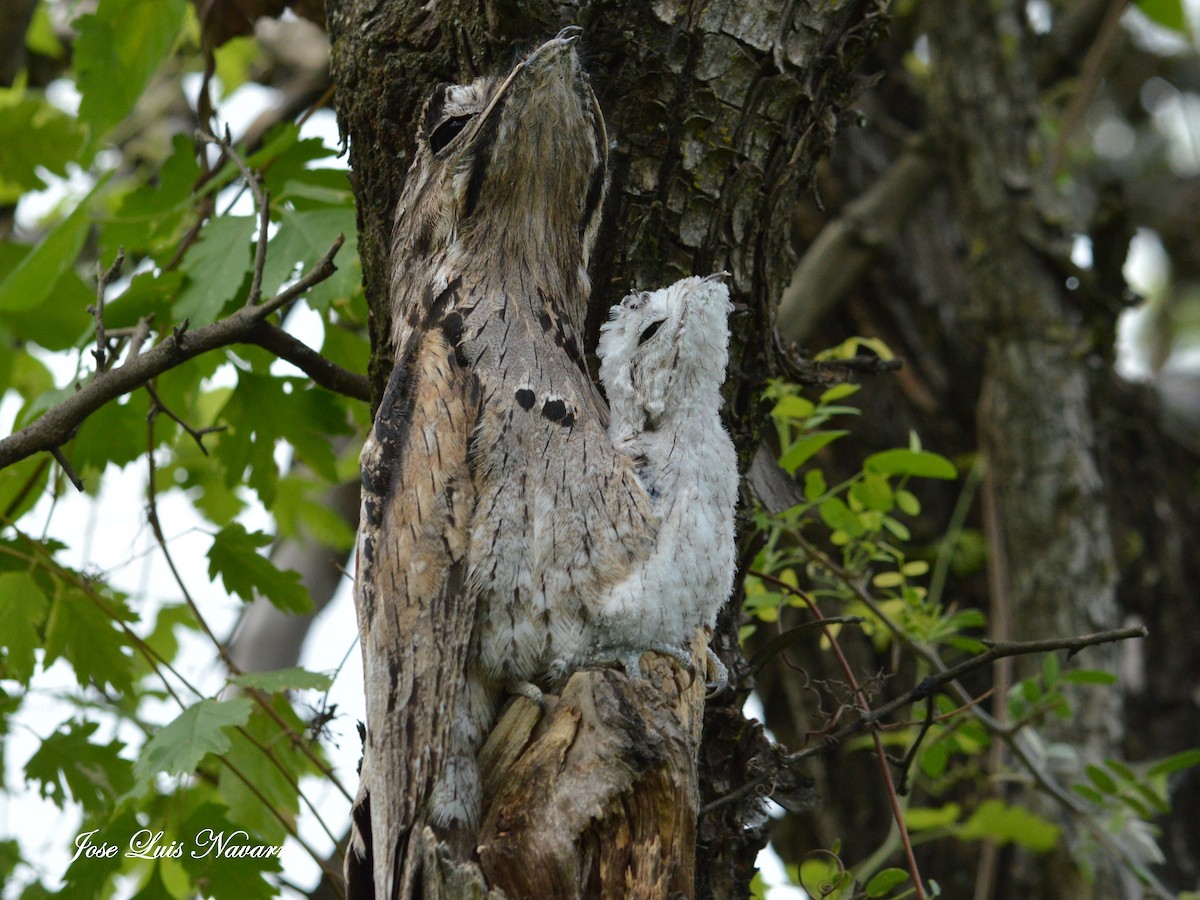Common Potoo - Jose Navarro
