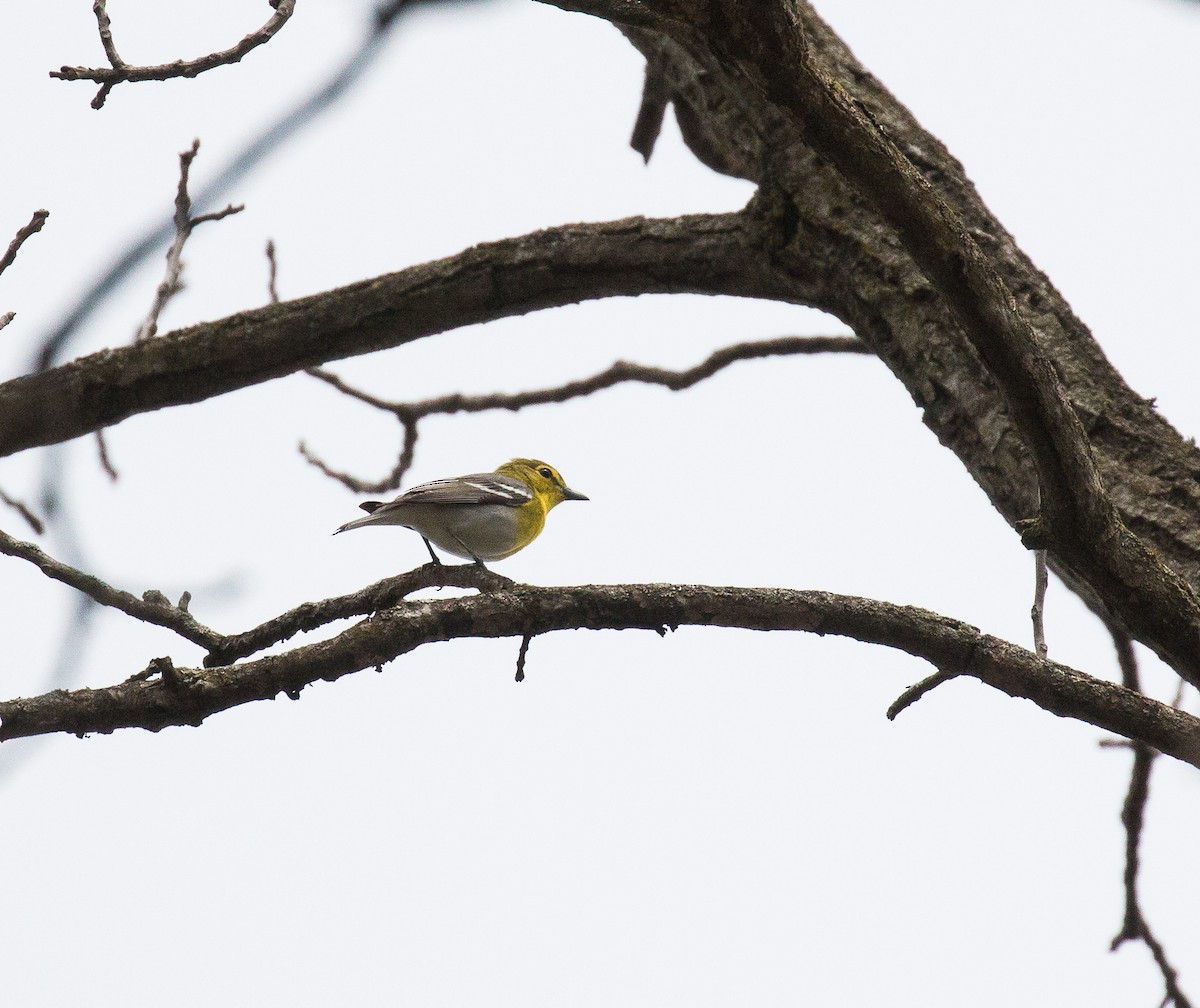 Vireo Gorjiamarillo - ML236927061