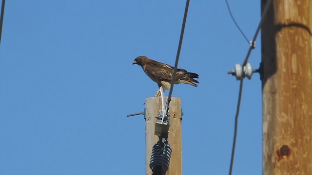 Buse à queue rousse (calurus/alascensis) - ML236928381