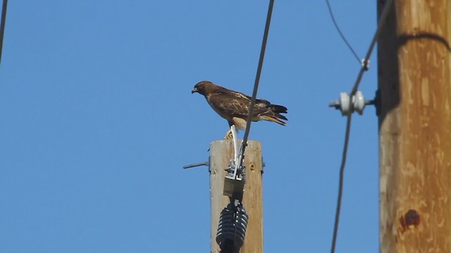 Red-tailed Hawk (calurus/alascensis) - ML236928381